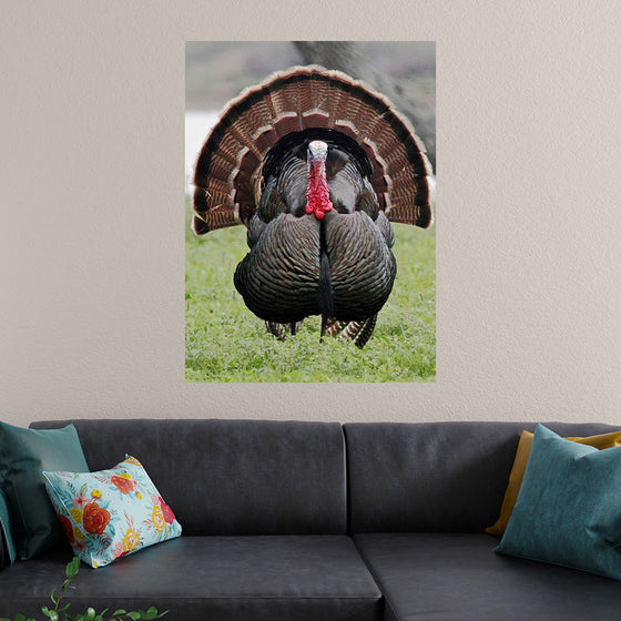 "Wild turkey bird"