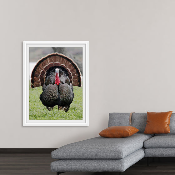 "Wild turkey bird"