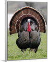 "Wild turkey bird"