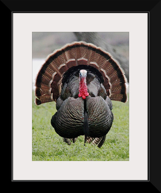 "Wild turkey bird"