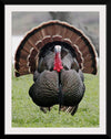 "Wild turkey bird"