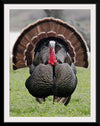 "Wild turkey bird"