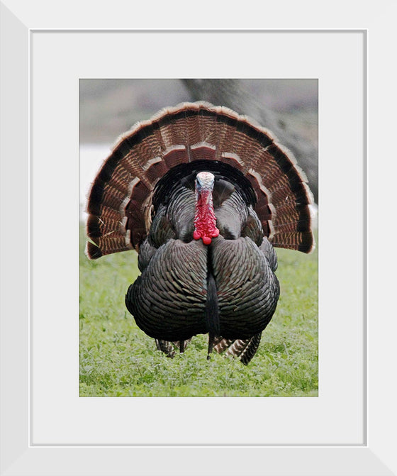 "Wild turkey bird"