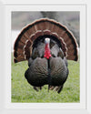 "Wild turkey bird"