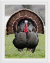 "Wild turkey bird"