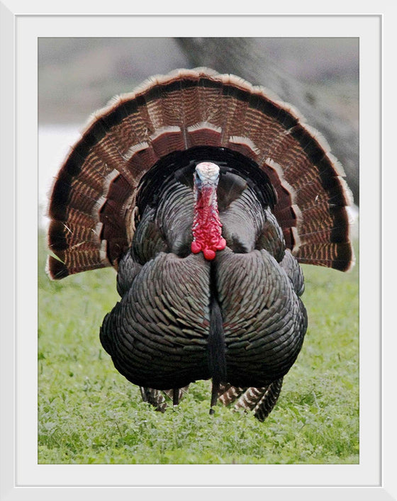 "Wild turkey bird"