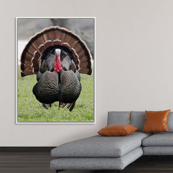 "Wild turkey bird"