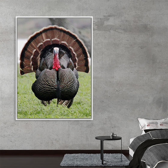 "Wild turkey bird"