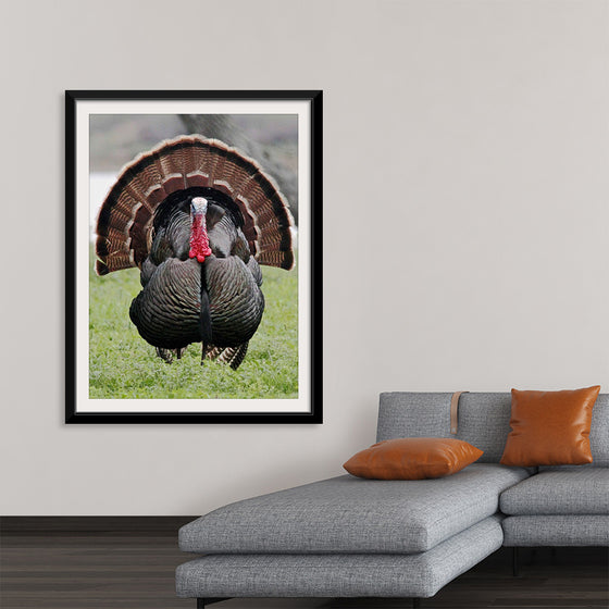 "Wild turkey bird"