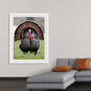 "Wild turkey bird"