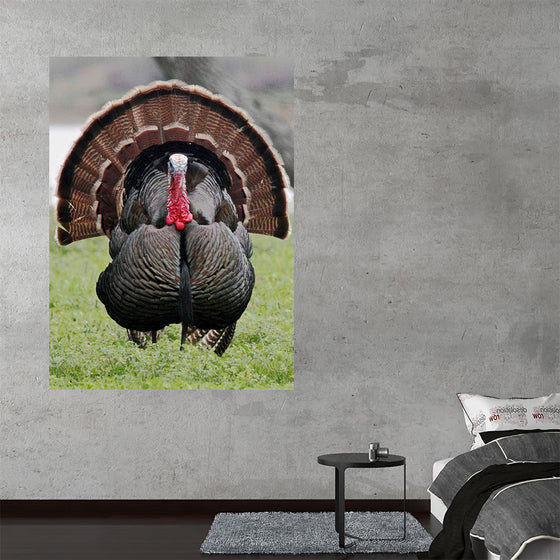 "Wild turkey bird"