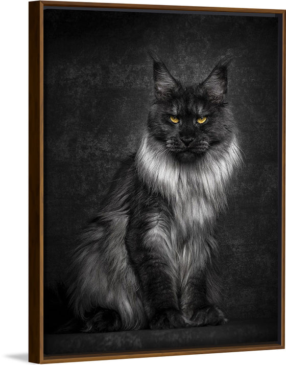 "Black, Silver Maine Coon Cat Sitting in Black Background"