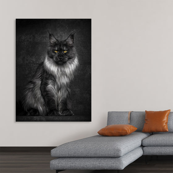 "Black, Silver Maine Coon Cat Sitting in Black Background"