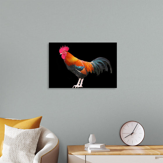 "Rooster"