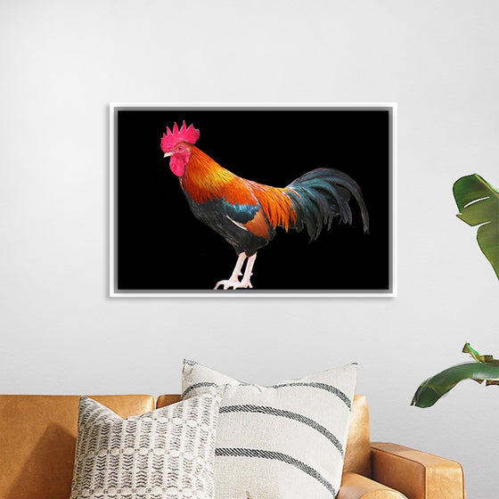 "Rooster"