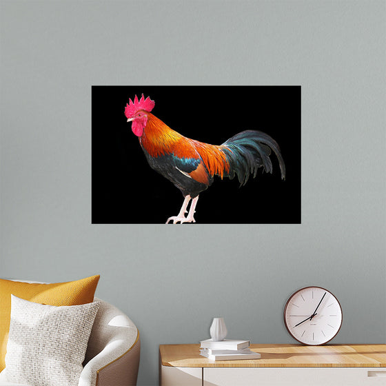 "Rooster"