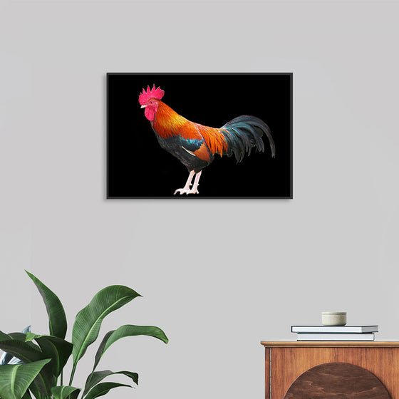 "Rooster"