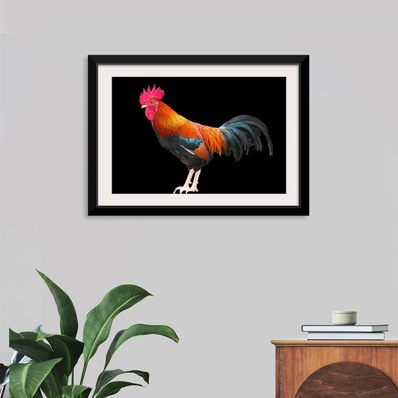 "Rooster"