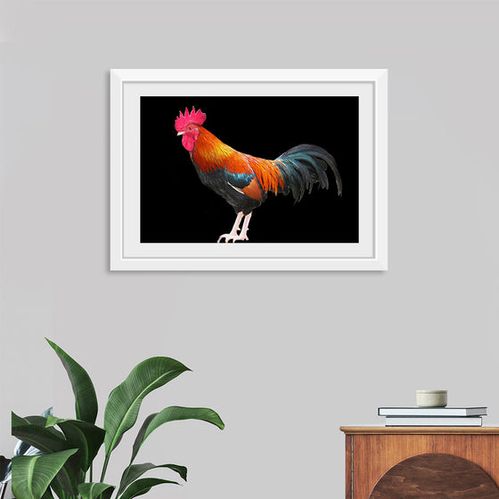 "Rooster"