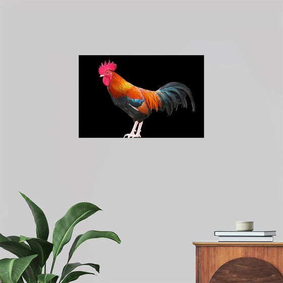 "Rooster"