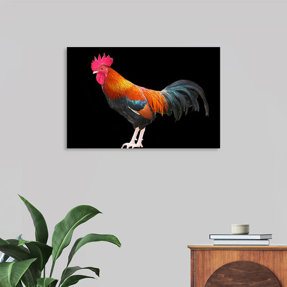 "Rooster"