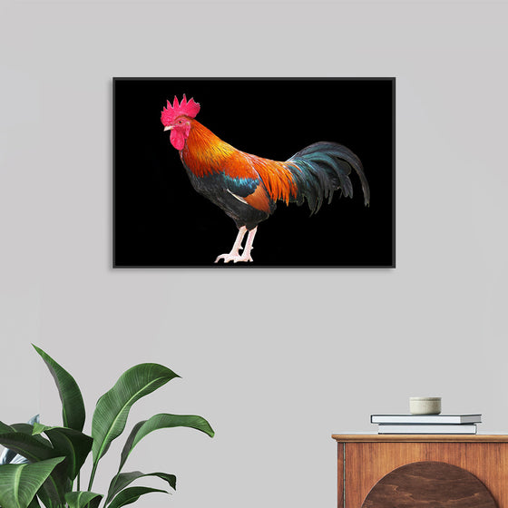 "Rooster"