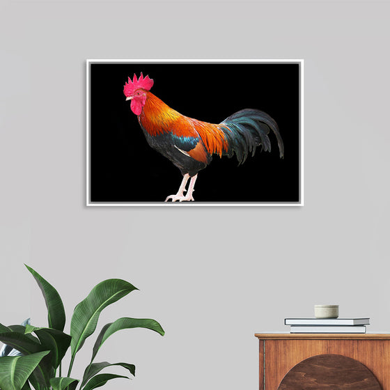 "Rooster"