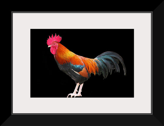 "Rooster"