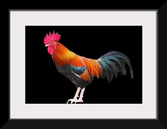 "Rooster"