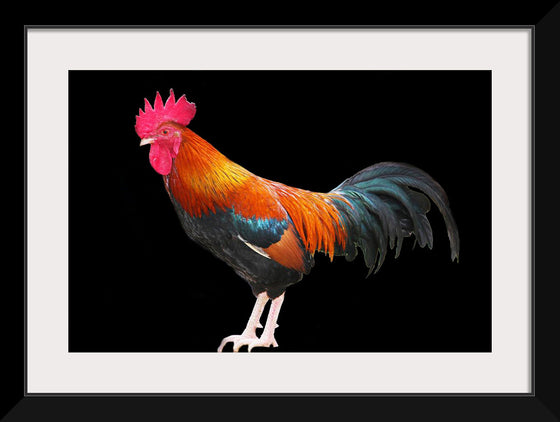 "Rooster"