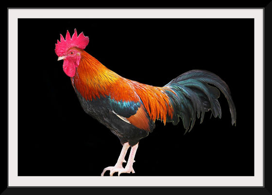 "Rooster"