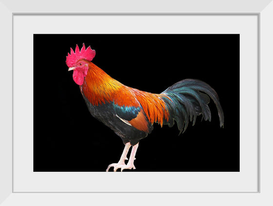 "Rooster"