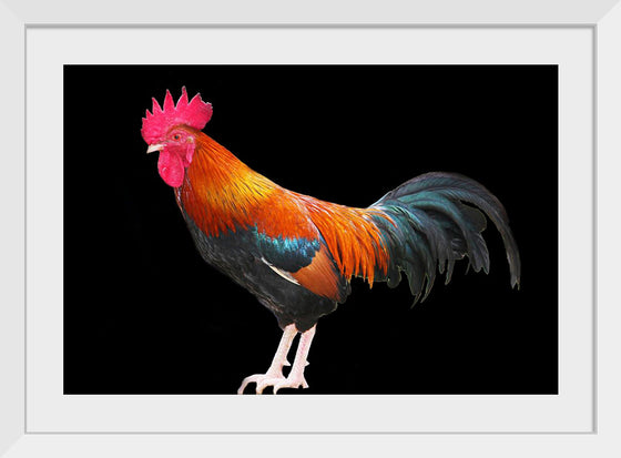 "Rooster"