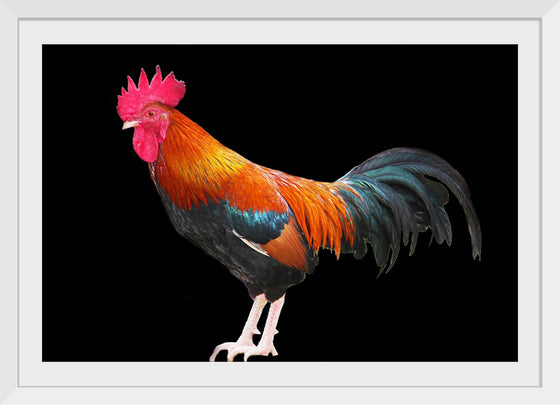 "Rooster"