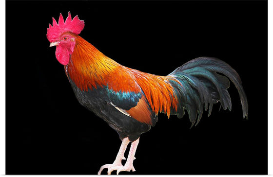 "Rooster"