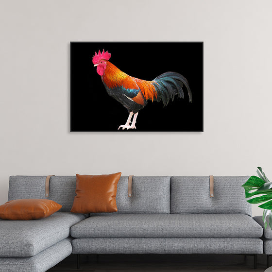 "Rooster"