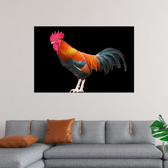 "Rooster"