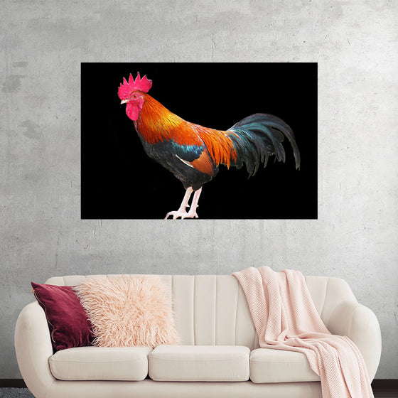 "Rooster"