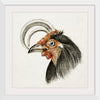 "Head of a Rooster (1816)", Jean Bernard