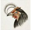 "Head of a Rooster (1816)", Jean Bernard