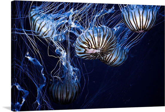 “Dive into the mesmerizing depths of the ocean with our “Jellyfish Swimming” art print by Daniel Codina. The artwork captures the ethereal dance of jellyfish in the silent, serene underwater world. Each intricately detailed jellyfish is a testament to the artist’s mastery, with vibrant hues and delicate textures that seem to pulse with life. 