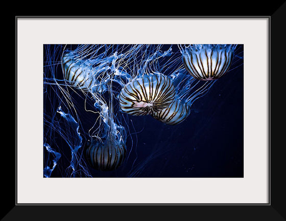 "Jellyfish swimming", Daniel Codina