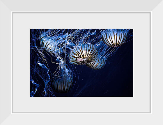 "Jellyfish swimming", Daniel Codina