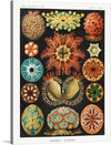 This print of Ernst Haeckel’s “Ascidiae” is a must-have for any art lover. The intricate details and vibrant colors of the sea creatures are sure to captivate and add a touch of sophistication to any space. The print is a collection of 12 different illustrations of sea creatures arranged in a grid-like fashion with 4 rows and 3 columns.