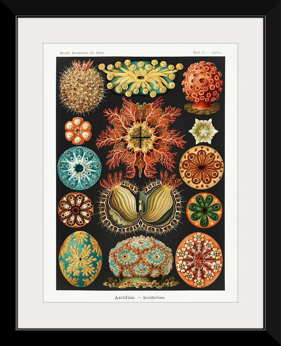 "Ascidiae–Seescheiden from Kunstformen der Natur (1904)", Ernst Haeckel