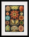 "Ascidiae–Seescheiden from Kunstformen der Natur (1904)", Ernst Haeckel