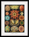 "Ascidiae–Seescheiden from Kunstformen der Natur (1904)", Ernst Haeckel