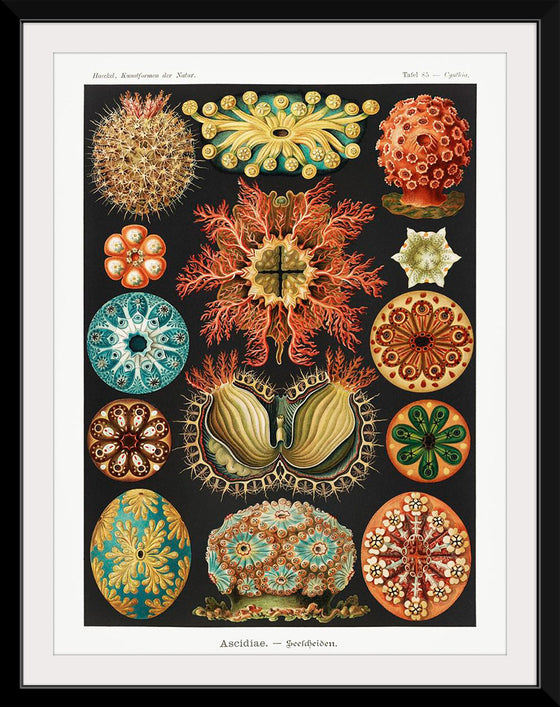 "Ascidiae–Seescheiden from Kunstformen der Natur (1904)", Ernst Haeckel