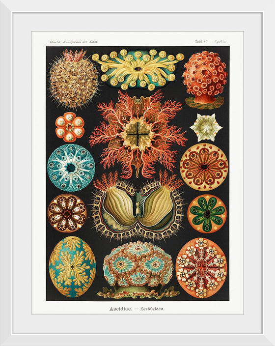 "Ascidiae–Seescheiden from Kunstformen der Natur (1904)", Ernst Haeckel