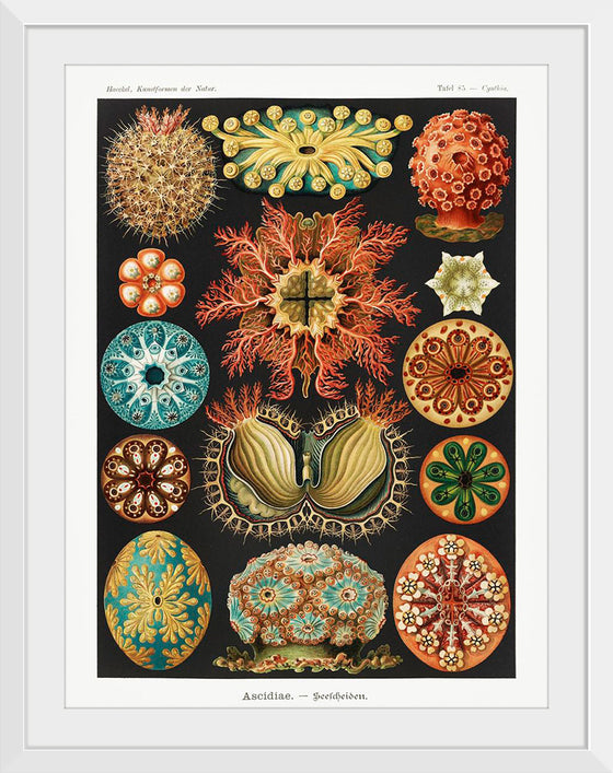 "Ascidiae–Seescheiden from Kunstformen der Natur (1904)", Ernst Haeckel